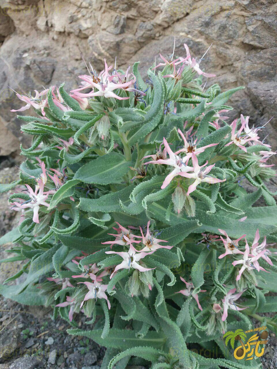 گاوزبان آسای موی زبر - معرفی گیاهان بومی ایران